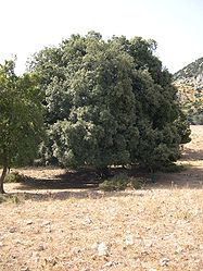 Quercus ilex in Sicily