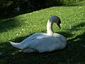 English: swan