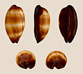 * Nomination Shell of a Mole Cowry, Talparia talpa --Llez 10:00, 26 January 2012 (UTC) * Promotion QI for me--Holleday 20:39, 26 January 2012 (UTC)