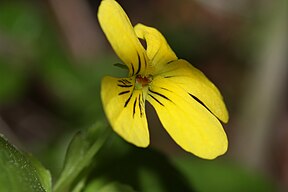 Viola glabella