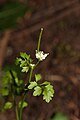 Cardamine oligosperma