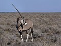   Oryx gazella