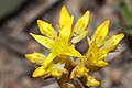 Sedum rupicola