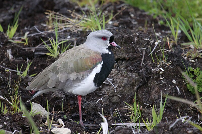 File:Southern Lapwing (4302393521).jpg