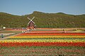 Tulip Field (Kamiyubetsu Town) チューリップ畑（上湧別町）