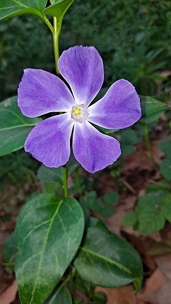 File:Vinca major 122922758.jpg