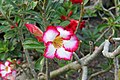 * Nomination Desert rose (Adenium obesum). Prenn 14:06, 8 December 2012 (UTC) * Promotion Very nice --Poco a poco 16:24, 8 December 2012 (UTC)