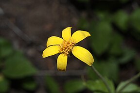 Arnica latifolia