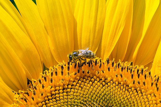 Bee and sunflower