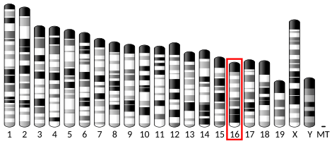 File:Ideogram house mouse chromosome 16.svg