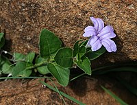 Ruellia cordata