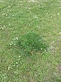 Čeština: Čarodějné kruhy, Lublaňská ulice. Praha, Česká republika. English: Fairy rings in Lublaňská Street, Prague, Czech Republic.