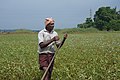 * Nomination A farmer in Kerala --Satdeep Gill 04:31, 20 March 2021 (UTC) * Promotion Some might take issue with the bottom crop, but I think it's a nice portrait worth promoting to QI. Only thing: please improve the categorization (it's not categorized for the farmer, for example). --Rhododendrites 15:44, 24 March 2021 (UTC) @Rhododendrites:  Done --Satdeep Gill 04:43, 26 March 2021 (UTC)  Support Good quality. --Rhododendrites 17:49, 26 March 2021 (UTC)