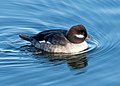 * Nomination Female bufflehead in the Central Park Reservoir --Rhododendrites 01:02, 25 March 2021 (UTC) * Promotion Resolution is low, but acceptable for this kind of images. But: It looks like JPEG artifacts (at the head). Is it an uncompressed JPEG file? --XRay 06:06, 25 March 2021 (UTC) Yes, same as the others. It is perhaps just a bit oversharpened for its resolution. Ok if it's declined. Rhododendrites 11:41, 25 March 2021 (UTC)  Support It's weak promotion, but it's a promotion. Thank you for your answer. --XRay 08:21, 26 March 2021 (UTC)