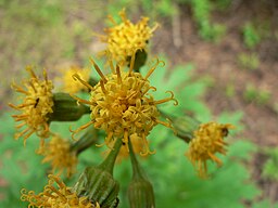 Cacaliopsis nardosmia