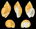 * Nomination Shell of a Lienardo's Ancilla, Eburna lienardii --Llez 05:43, 1 February 2021 (UTC) * Promotion  Support Good quality.--Famberhorst 06:24, 1 February 2021 (UTC)