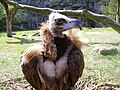 * Nomination Cinereous Vulture portrait --Dellex 05:49, 15 August 2009 (UTC) * Decline Overexposed on top of head, looks kind of noisy to me though I cant understand how that happened with ISO 64.--Korall 09:28, 15 August 2009 (UTC)