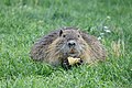 * Nomination Myocastor coypus in Colmar (Haut-Rhin, France). --Gzen92 04:51, 28 April 2020 (UTC) * Promotion  Support Good quality. --Ermell 05:56, 28 April 2020 (UTC)