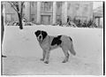 A St Bernard from 1917