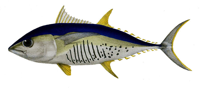 File:Thunnus alalunga Ford.jpg