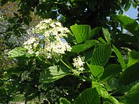 Viburnum sieboldii