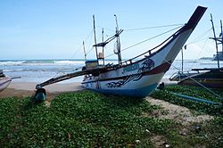 Les pirogues à balancier sur la plage de Weligama, Matara_District .- Sri Lanka .- Asie du Sud