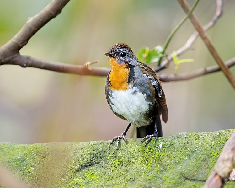 File:Australian Logrunner female.jpg