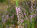 In Latvia (Ķemeri National Park)