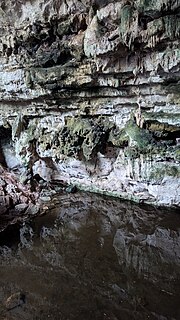 Thumbnail for File:Cenote Wall.jpg