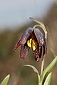 Fritillaria affinis