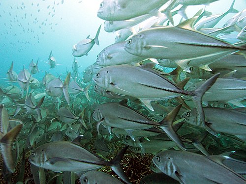 School of bigeye trevally in the Great Barrier Reef Marine Park Photograph: Christo.j.brown