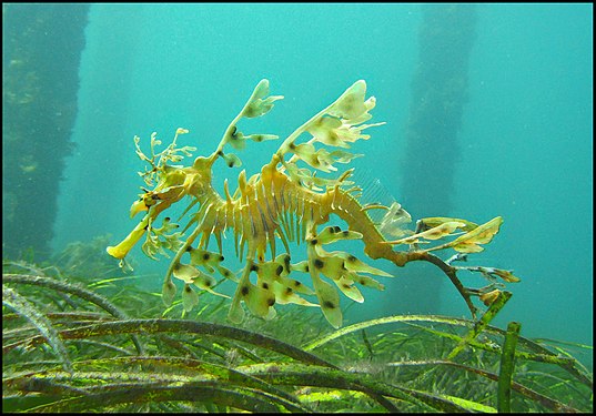 Leafy Sea Dragon, Encounter Marine Park in South Australia Photograph: Katieleeosborne