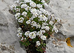 Lobularia maritima kz05.jpg