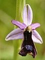 Ophrys balearica Spain - Mallorca