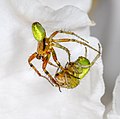 * Nomination Cucumber spider ( Araniella cucurbitina) shedding its exoskeleton --Zambog 14:29, 27 March 2019 (UTC) * Promotion  Support could be less noisy but nice colors and focus is in scope here --Der Angemeldete 17:21, 27 March 2019 (UTC)