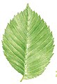 Ulmus laevis leaf