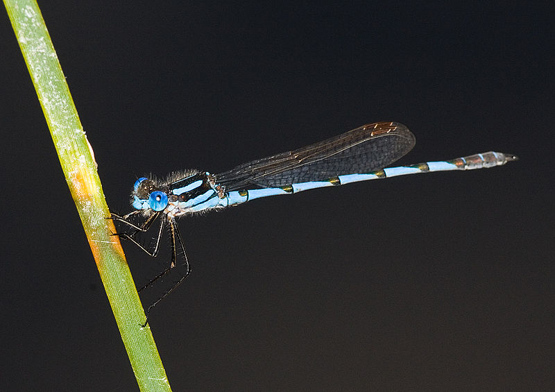 File:Austrolestes annulosus 2.jpg