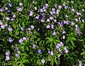 Geranium sylvaticum