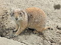 Deutsch: Schwarzschwanz-Präriehund (Cynomys ludovicianus) im Tierpark Bochum. English: Black-tailed prairie dog (Cynomys ludovicianus) in the Tierpark Bochum, Germany.   This file was uploaded with Commonist.