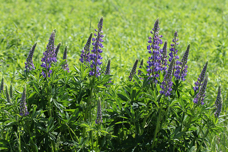 File:Lupinus polyphyllus UA 2013 G2.jpg