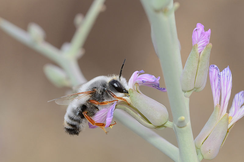 File:Megachile incerta male 1.jpg