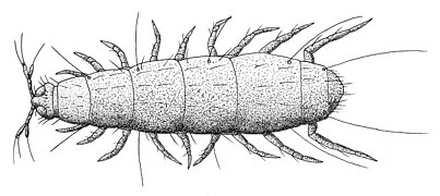 March 23: The pauropod Pauropus huxleyi.