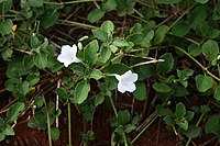 Ruellia patula