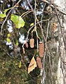 Betula pendula fruits