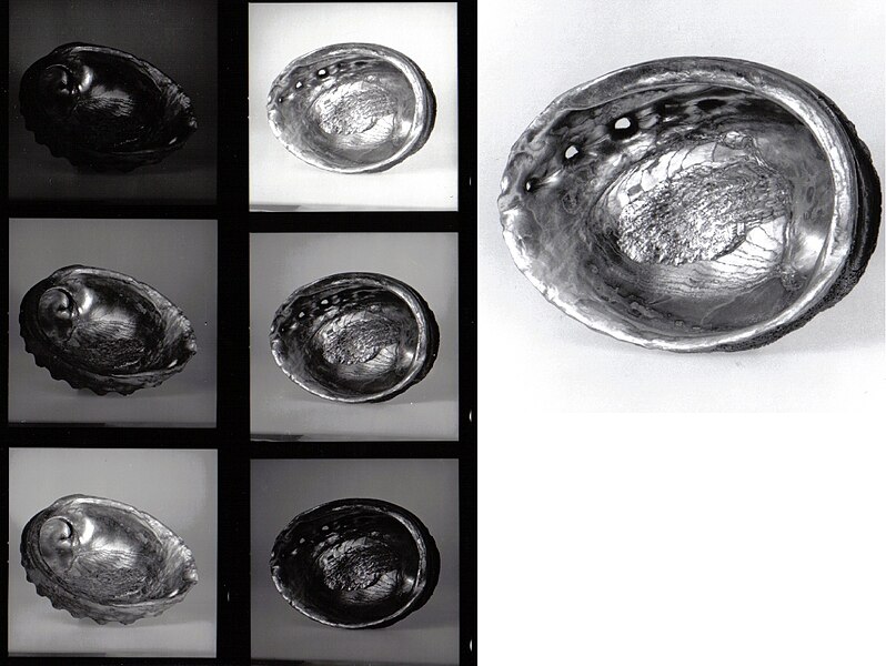 File:Abalone (PSF).jpg