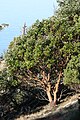 Arbutus menziesii