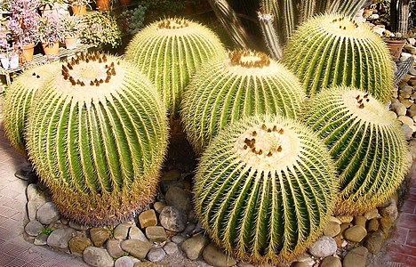 Echinocactus grusonii