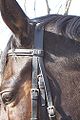 Detail of headstall and browband