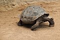 * Nomination turtle in zoo, Rostock, Germany. --Geoprofi Lars 09:33, 25 January 2021 (UTC) * Decline Object should be centered --Ermell 08:53, 25 January 2021 (UTC)  Oppose and named --Charlesjsharp 15:21, 1 February 2021 (UTC)