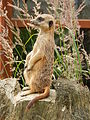 Deutsch: Erdmännchen (Suricata suricatta) im Tierpark Bochum. English: Meerkat (Suricata suricatta) in the Tierpark Bochum, Germany.   This file was uploaded with Commonist.